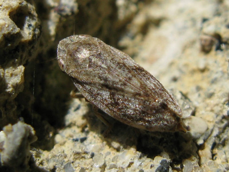 Cicadellidae ? No, Aphrophoridae - Philaenus spumarius